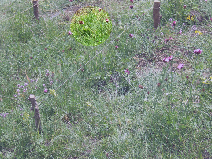 un metro quadrato di terreno - parco nazionale del gran paradiso - in evidenza: garofano dei certosini